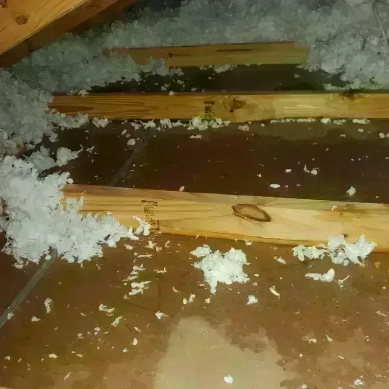 Attic Water Damage in Immokalee, FL